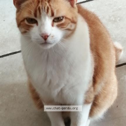 Photo 2/2 Kinou Chat lost in Cheraute