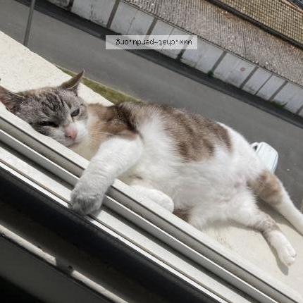 Photo 1/1 Flocon Chat lost in Saint brieuc