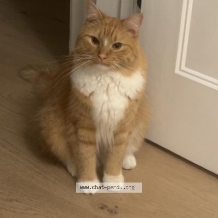 Photo 1/1 Kiko Chat lost in Laval