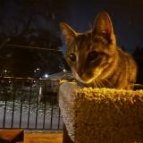 Picture of cat found at St Louis