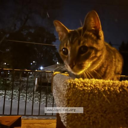 Photo 1/1 Found cat Found in St louis