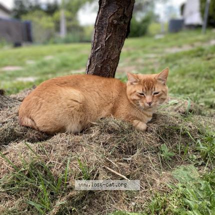 Photo 1/1 Charlie Chat lost in Kent