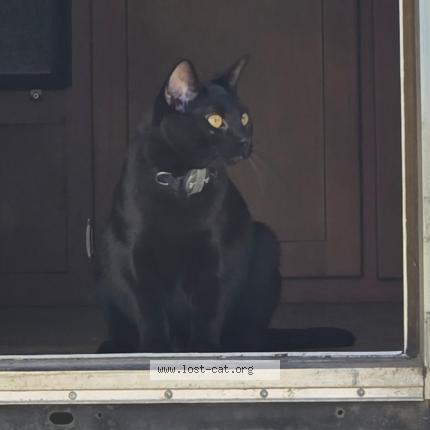 Photo 1/1 Stormy Chat lost in Auburn