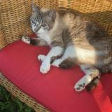 Picture of cat lost at Payzac