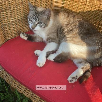 Photo 1/1 Arya Chat lost in Payzac