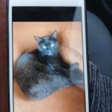 Picture of cat lost at Blet