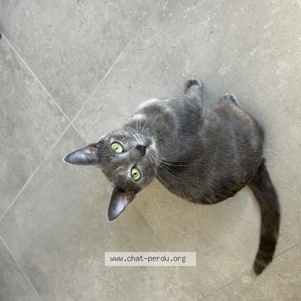 Photo 1/1 Myrtille Chat lost in Pignan