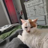 Picture of cat found at St Louis