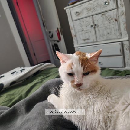 Photo 1/1 Found cat Found in St louis