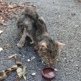 Picture of cat found at Treffort