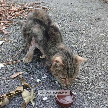 Photo 1/1 Found cat Found in Treffort