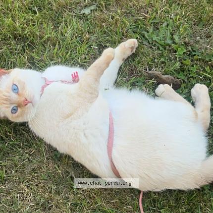 Photo 1/1 Nylha Chat lost in La selle craonnaise
