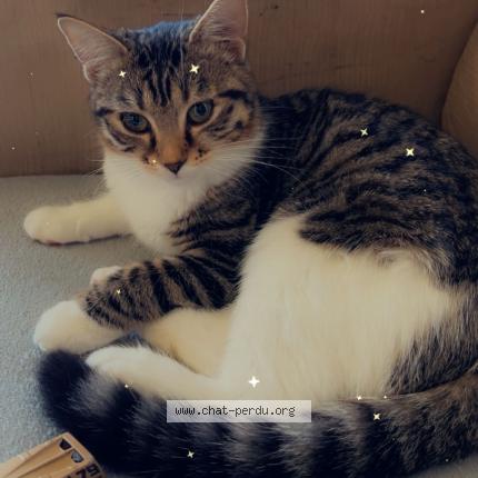 Photo 1/1 Caline Chat lost in Dourdan