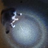 Picture of cat found at Abbeville