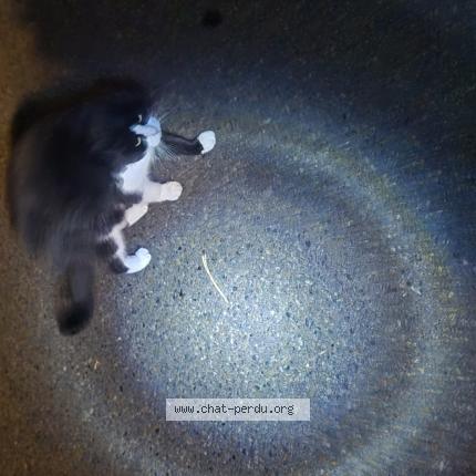 Photo 1/1 Cat reunited Found in Abbeville