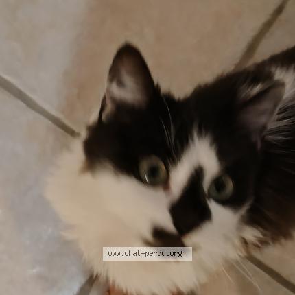 Photo 1/1 Canaille Chat lost in Aubiere