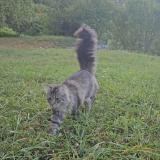 Picture of cat lost at Verel Pragondran