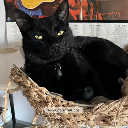 Photo 1/1 Pablo Chat lost in Auvers sur oise