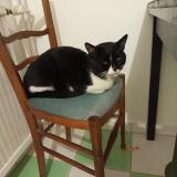 Picture of cat found at Clermont Ferrand