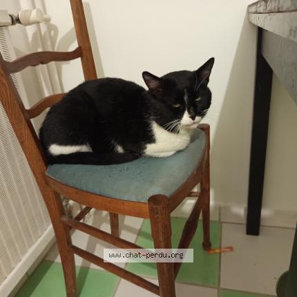 Photo 1/1 Found cat Found in Clermont ferrand