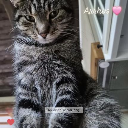 Photo 1/1 Arrhus Chat lost in Casteau