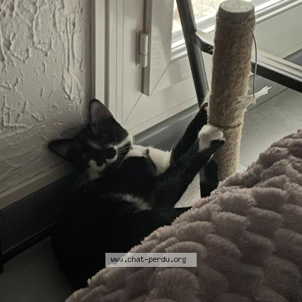 Photo 1/1 Tommy Chat lost in Montpellier