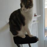 Picture of cat lost at Grenoble