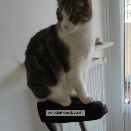 Photo 1/1 Cat reunited Lost in Grenoble