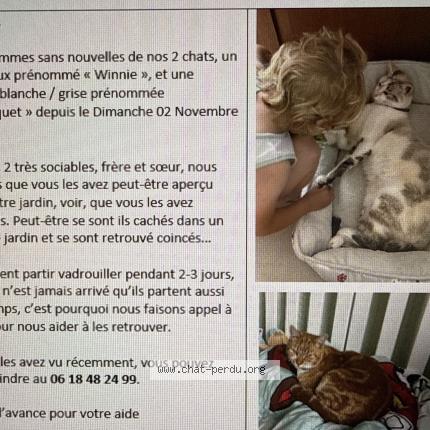 Photo 1/1 Winnie Chat lost in Chateau guibert la mainborgere
