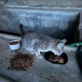 Picture of cat found at Sainte Anastasie