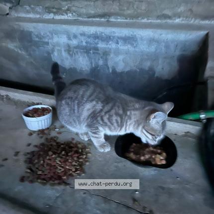 Photo 1/1 Found cat Found in Sainte anastasie