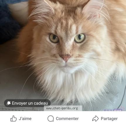 Photo 1/1 TOSCANE Chat lost in Clarensac