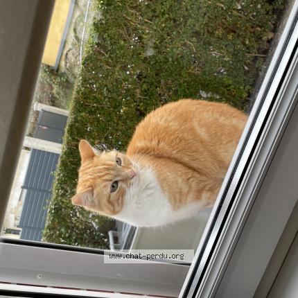 Photo 1/1 Found cat Found in Revin