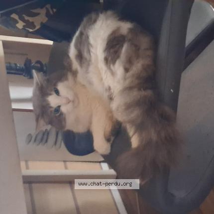 Photo 1/1 Dorinou Chat lost in Porcheville