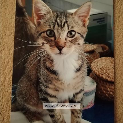 Photo 1/1 Achille Chat lost in Brest