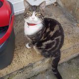 Picture of cat found at Macquigny