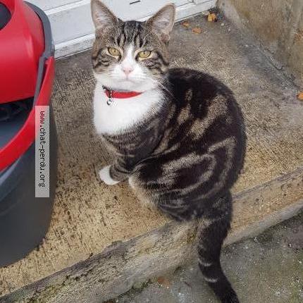 Photo 1/4 Found cat Found in Macquigny