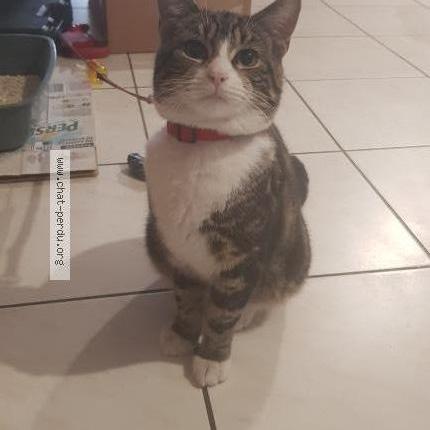 Photo 2/4 Found cat Found in Macquigny