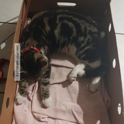 Photo 3/4 Found cat Found in Macquigny