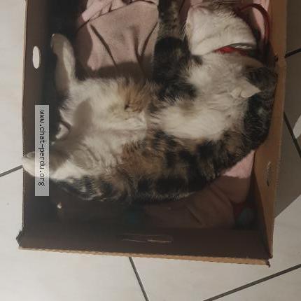 Photo 4/4 Found cat Found in Macquigny