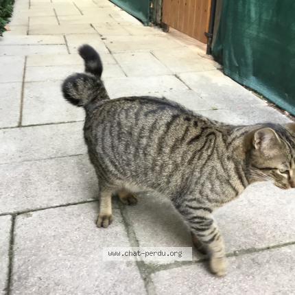 Photo 1/1 Cat reunited Lost in Nice