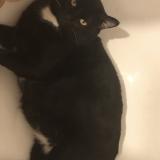 Picture of cat lost at Saint Germain En Laye