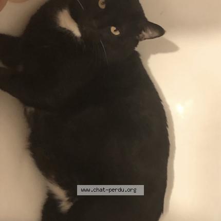 Photo 1/1 Oreo Chat lost in Saint germain en laye