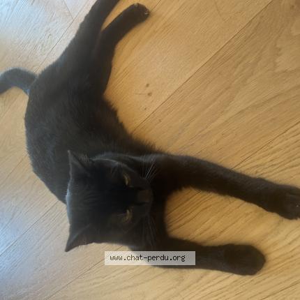 Photo 1/1 Choco Chat lost in Dardilly