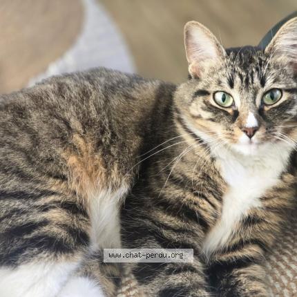 Photo 1/1 Zao Chat lost in Lagny sur marne