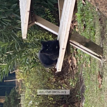 Photo 1/1 Found cat Found in Mougins