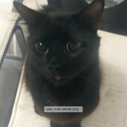 Photo 1/1 Kiko Chat lost in Auch