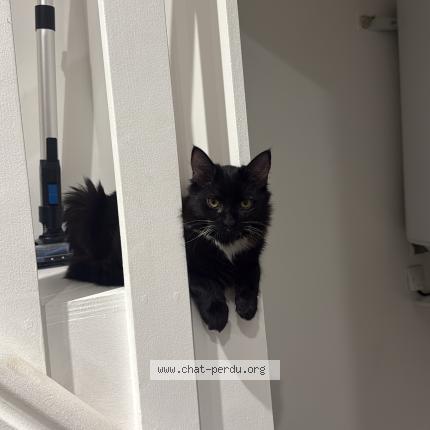 Photo 1/1 Manny Chat lost in Bourgoin jallieu