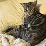 Picture of cat lost at Albuquerque