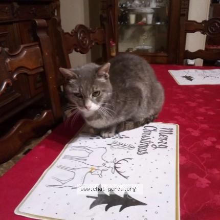 Photo 1/1 Gros pépère Chat lost in Urcay